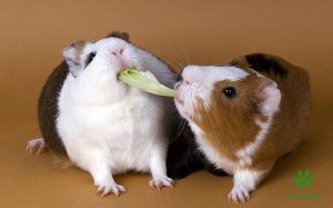 Chuột Hamster ăn gì, Ăn gạo được không, Giá bao nhiêu, Mua ở đâu?