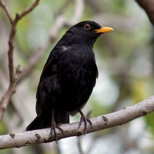 Chim Sáo Sậu – Những điều thú vị bạn chưa biết về chim Sáo Sậu