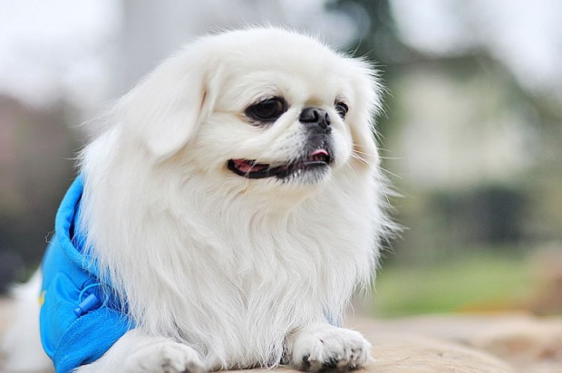 Chó Bắc Kinh lông trắng