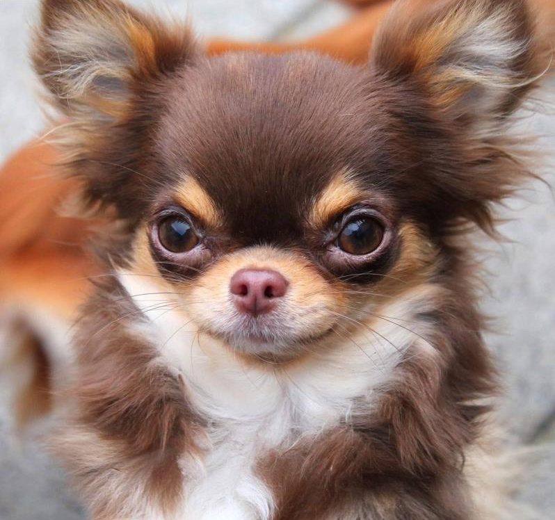 Chó lông xù màu nâu Chihuahua