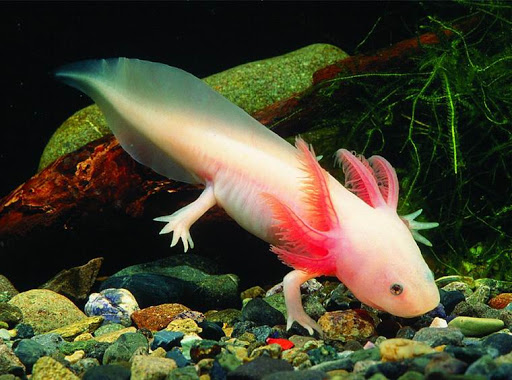 Cách nuôi cá Axolotl