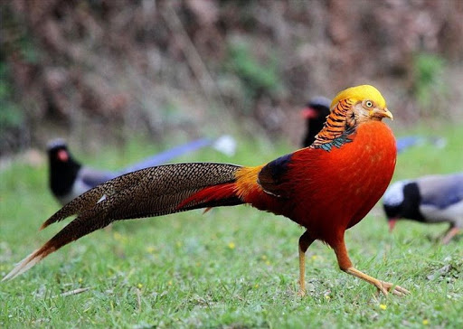 Vẻ đẹp lộng lẫy của chim trĩ sao quý hiếm trong Thảo Cầm Viên Sài Gòn