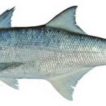Cá Nhụ (Chét biển) là cá gì? Giá Bao Nhiêu 1KG 2022? Làm món gì ngon?