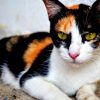 Top 5 Giống Mèo Cảnh Giá Rẻ Dưới 500k nên mua tại thời điểm 2022