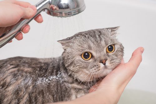 Cách tắm cho mèo